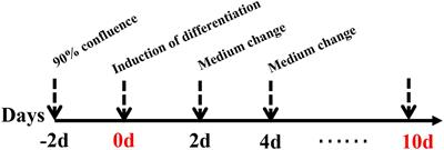 LncRNA IMFNCR Promotes Intramuscular Adipocyte Differentiation by Sponging miR-128-3p and miR-27b-3p